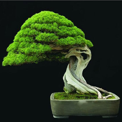 Evergreen Tree