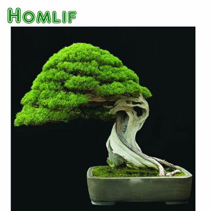 Evergreen Tree
