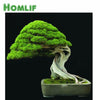 Evergreen Tree